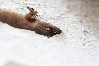 Titanium Geckos: Geckos 'un titanyum gözleri beyaz arka planda. Gözler inanılmaz ve güzel yakından..