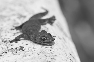 Siyah ve beyaz görüntülü Titanium Geckos: Titanyum Geckos 'un gözleri beyaz arkaplanda. Gözler inanılmaz ve güzel yakından..
