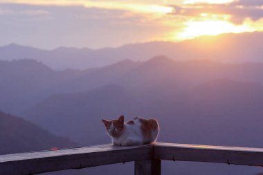 Bir dağın tepesindeki verandada bir kedi dinleniyor. Sıcak gün batımı akşamları rahatlatıcı bir his veriyor ve ayrıca beni yalnız ve üzgün hissettiriyor..