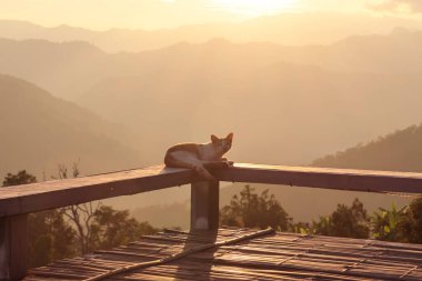 Bir dağın tepesindeki verandada bir kedi dinleniyor. Sıcak gün batımı akşamları rahatlatıcı bir his veriyor ve ayrıca kendimi yalnız hissettiriyor..