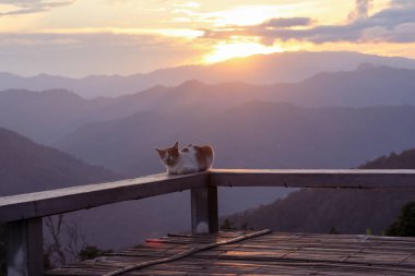 Bir dağın tepesindeki verandada bir kedi dinleniyor. Sıcak gün batımı akşamları rahatlatıcı bir his veriyor ve ayrıca beni yalnız ve üzgün hissettiriyor..