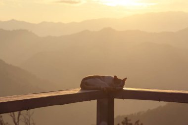 Bir dağın tepesindeki verandada bir kedi dinleniyor. Sıcak gün batımı akşamları rahatlatıcı bir his veriyor ve ayrıca kendimi yalnız hissettiriyor..