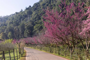 Seçici odak noktası, Chiang Mai 'de yol kenarında pembe çiçek çalısı, pembe renk, kiraz çiçekleri Kuzey Tayland' da büyüyor ve çiçek açıyor..