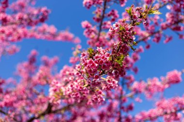 Yumuşak Odaklanma kiraz çiçeği, pembe renk, mavi gökyüzü arkaplanı. Kuzey Tayland 'da kiraz çiçekleri büyüyor ve çiçek açıyor..