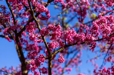 Yumuşak Odaklanma kiraz çiçekleri, pembe renk, kiraz çiçekleri Kuzey Tayland 'da büyüyor ve çiçek açıyor..