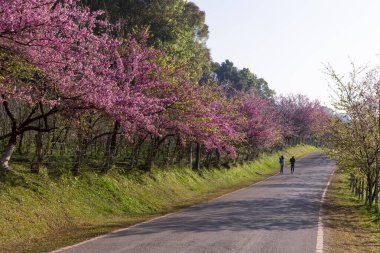 Seçici odak noktası, Chiang Mai 'de yol kenarında pembe çiçek çalısı, pembe renk, kiraz çiçekleri Kuzey Tayland' da büyüyor ve çiçek açıyor..