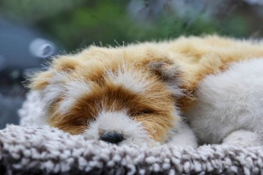 Arabanın önünde kürkü olan sevimli bir yavru köpek uyuyor, yalnız bir his veriyor..