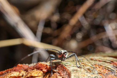 Macrochenus abellinus. Pembe benekli uzun boynuzlu bir böcek yağmur mevsiminde Tayland 'ın kuzeyinde bir ormanda bir ağacın kabuğuna yumurta bırakır..