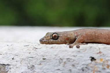 Titanium Geckos: Geckos 'un titanyum gözleri beyaz arka planda. Gözler inanılmaz ve güzel yakından..