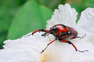 Kırmızı ve siyah Bambu Buğday bitleri yumuşak beyaz çiçeklerde.