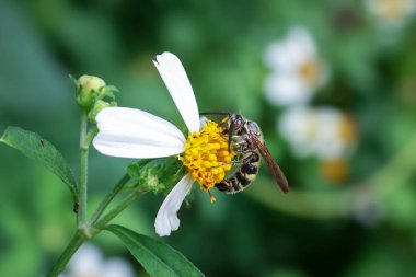 Vahşi görünüşlü bir eşekarısı sarı puantiyeli beyaz bir çiçeğin üzerinde oturur. Bir eşekarısının yakın çekimi. Güzel bir böcek yüzeyinin ayrıntıları.