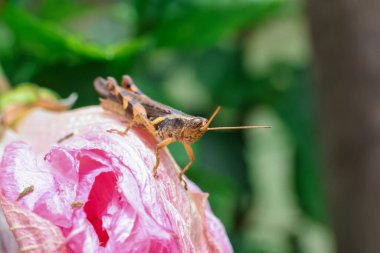 Küçük sarı benekli bir çekirge pembe bir çiçek yaprağında saklanıyor. Çekirgenin arka plan dokusuna ve pembe çiçeğin taç yapraklarına yumuşak ve doğal bir his verir..