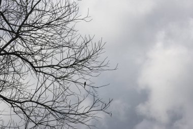 Çırılçıplak ağaç dalları ve küçük bir kuş, dingin gri gökyüzüne karşı, barışçıl doğa.