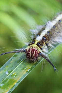 Kıllı çizgili tırtıl huzur içinde yatar. Makro böcek detayı canlılığını gösteriyor