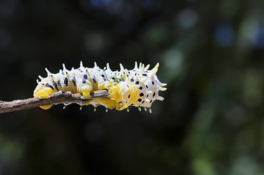 Çarpıcı beyaz ve sarı dalları olan canlı tırtıl larvası ilgi çekici bir vahşi yaşam.