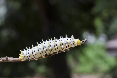Beyaz tırtıl, siyah beneklerle süslenmiş, sakince yemyeşil dallara uzanır.