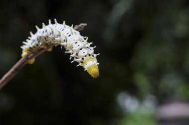 Küçük beyaz dikenli tırtıl dallarda sürünür, küçük böcekler kendi doğal dünyasını keşfeder.