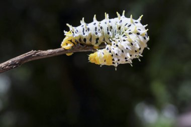Dal üzerinde siyah nokta deseni olan huzurlu beyaz ve sarı tırtıl.