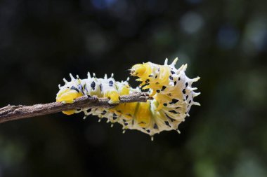 Dikenli vücutlu canlı sarı tırtıl sakince doğanın kuru dallarında sürünüyor.