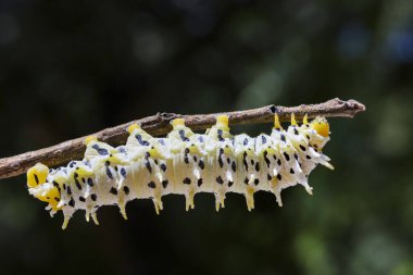 Beyaz, siyah, sarı benekli sakin bir tırtıl. Böcek larvası zarif bir şekilde ağaç dalında sürünüyor.