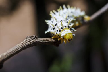 Beyaz ve sarı tırtıl, kahverengi ağaç dalında kararlılıkla sürünür.