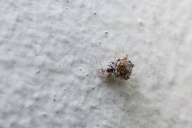 Küçük kahverengi bagworm kaba desenli beyaz duvarı kamufle etti, ince varlığı merakı uyandırıyor.