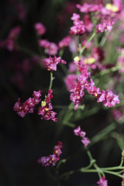 Narin pembe çiçekler, huzurlu ve güzel doğal bir manzara sunarak canlı bir şekilde patlarlar.