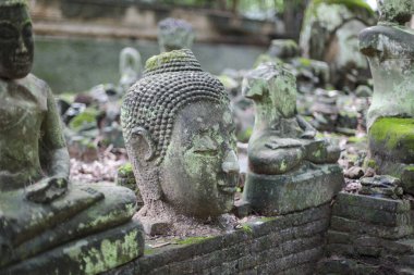 Kadim taş Buda kafası, yosunlarla kaplı, tapınak kalıntıları arasında duruyor, derin ruhsal huzur ve unutulmuş bilgeliği çağrıştırıyor. Bu yıpranmış heykel kalıcı Budizm 'i, dinginliğini yansıtıyor.
