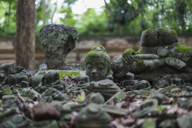 Eski Buda heykeli, yosunla kaplanmış taş kafa, tapınak harabelerinden çıkıyor. Huzurlu ruhsal varlığı, doğanın kutsal taş heykeli geri aldığı huzurlu bir atmosfer yaratıyor.