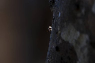 Küçük karınca, yalnız böcek ormandaki karanlık ağaç kabuğuna tırmanıyor.