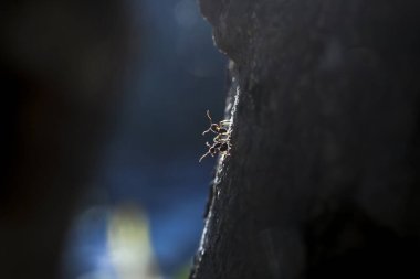 Doğada ağaç gövdesine tırmanan küçük karıncaların dramatik yakın çekimi.