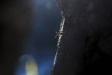 Tehlikeli sivrisinek böceği, dramatik arka plan ışıklarıyla karanlık doğada.