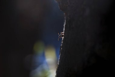 Küçük karınca karanlık ağaç gövdesine tırmanıyor, güzel ışıkta gizemli siluet.