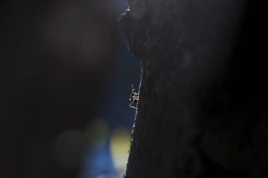 Yalnız küçük karınca gölgeyle karanlık tahtaya tırmanıyor.