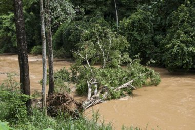 Çamurlu orman nehrinde devrilen ağaçla yıkıcı sel sonrası.