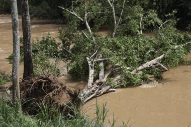 Kökleri sökülmüş ağaç, yıkıcı selden sonra çamurlu nehirde yatıyor.