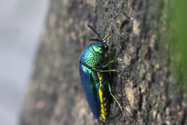 Güzel yanardöner yeşil mücevher böceği kaba ağaç kabuğunda