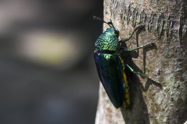 Yanardöner kabuklu yeşil metalik böcek doğada kahverengi ağaç kabuğunda sürünüyor.