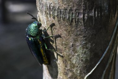 Parlak yeşil mücevher böceği doğada sert ağaç gövdesine tırmanıyor.