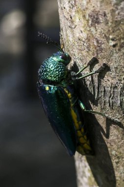Canlı metalik yeşil mücevher böceği doğadaki kaba ağaç gövdesine yapışır.
