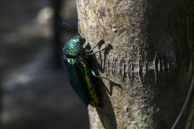 Metalik yeşil zümrüt kül sıkıcı böcek kaba ağaç kabuğunda sürünüyor.