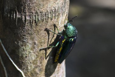 Ağaç gövdesindeki canlı yeşil yanardöner mücevher böceğine yaklaş.