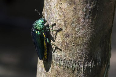 Canlı yeşil metalik böcek ağaç gövdesine tırmanıyor, böceği doğal ortamında vuruyor.