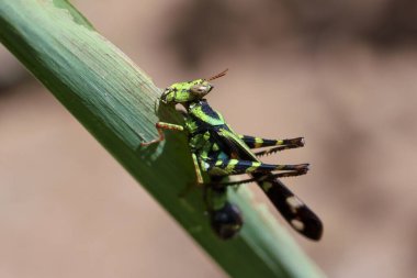 Canlı yeşil ve siyah çekirge. Çizgili desenleri bitki sapının üzerinde duruyor.