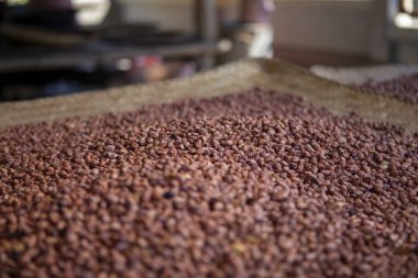 Sayısız kahverengi çiğ fıstık, doğal tarım hasadı, tüm yüzeye yayılmış, besin bileşeni kullanımına hazır. Bu sağlıklı yer fıstıklarının bolluğu sağlıklı beslenme hissini ve basit