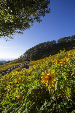 Güzel dağ tepelerini kaplayan sayısız sarı çiçeğin açtığı canlı doğa manzarası açık mavi gökyüzü. Açık hava manzarası huzurlu ve dingin bir atmosfer yayıyor, sersemletici derecede yeşil.