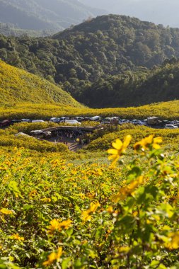 Canlı sarı çiçek halı yuvarlanan tepeler parlak gökyüzü, güzel doğal bir manzara yaratıyor. Geniş çiçek tarlaları neşe ve sükuneti çağrıştırıyor, açık havanın ihtişamını vurguluyor.