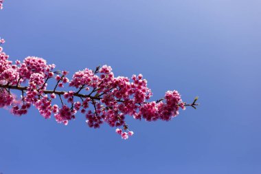 Canlı pembe çiçekler parlak mavi gökyüzüne karşı narin dallarda açar ve neşeli bir his yaratır. Çiçek mevsimi güzel doğa, taze açık hava büyümesi sergiler.