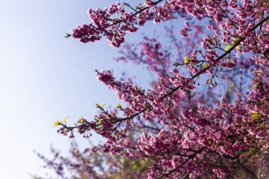Güzel ağaç dallarını süsleyen canlı pembe çiçekler açık mavi bahar gökyüzü altında neşe dolu manzaralar yaratır. Doğal gösteriler taze açık hava güzelliği