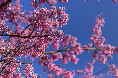 Canlı pembe çiçekler, narin çiçekler, ve açık mavi gökyüzüne karşı ağaç dalından yeni çiçekler. Güzel doğa sahnesi, baharın neşeli gelişini kutluyoruz.